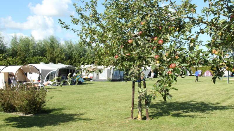 Campingplatz am Meer in Retranchement, Zeeland beheizte Sanitäranlagen private Sanitäranlagen Hunde erlaubt 